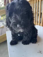Bear, a male Goldendoodle for sale in Iva, SC – 9 of 10
