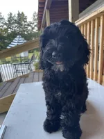Bear, a male Goldendoodle for sale in Iva, SC – 7 of 10
