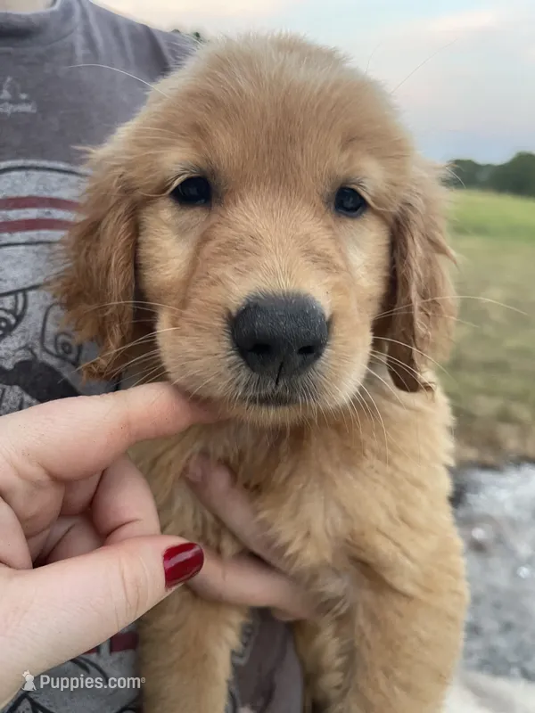Tilly – Golden Retriever puppy for sale in Westminster, SC