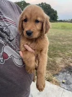 Polly, a female Golden Retriever for sale in Westminster, SC – 8 of 8