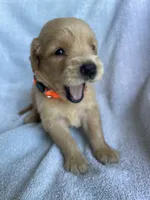 Ollie, a male Golden Retriever for sale in Westminster, SC – 4 of 4