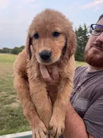Bluey, a male Golden Retriever for sale in Westminster, SC – 6 of 7