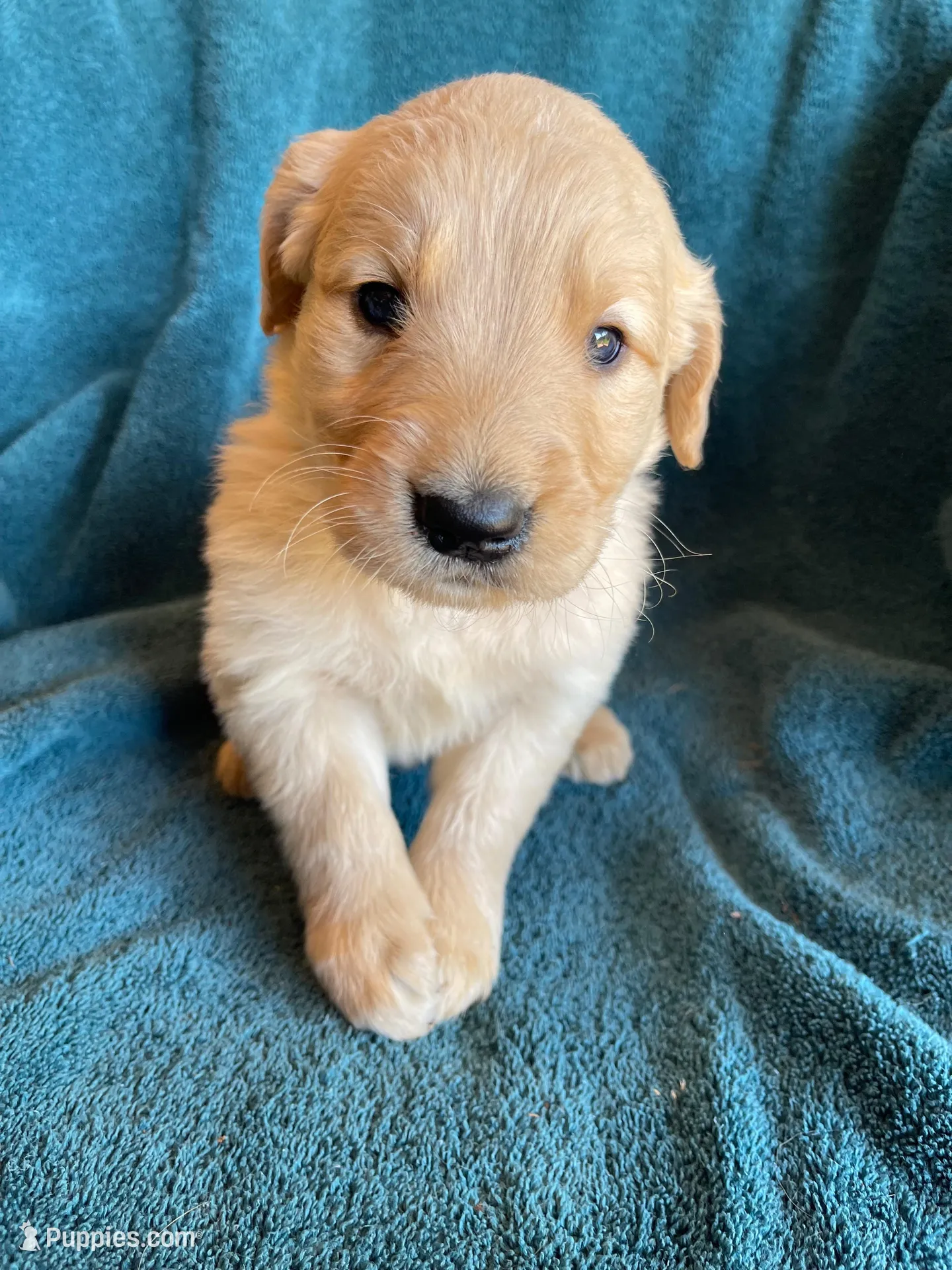 Lucky, a male Golden Retriever for sale in Westminster, SC – 6 of 7