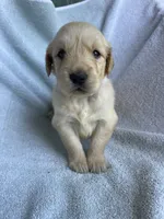 Lily, a female Golden Retriever for sale in Westminster, SC – 6 of 8