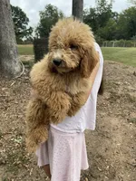 Julie, a female Goldendoodle for sale in Iva, SC – 1 of 7