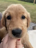 Ducky, a female Golden Retriever for sale in Westminster, SC – 5 of 10