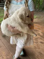 Thelma Lou , a female Golden Retriever for sale in Westminster, SC – 3 of 5