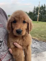 Polly, a female Golden Retriever for sale in Westminster, SC – 3 of 8