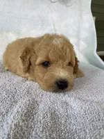 Joey, a male Goldendoodle for sale in Westminster, SC – 4 of 6