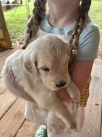 Thelma Lou , a female Golden Retriever for sale in Westminster, SC – 2 of 5