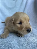 On hold Teddy, a male Golden Retriever for sale in Westminster, SC – 2 of 5