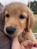 Pixie, a female Golden Retriever for sale in Westminster, SC – 6 of 6