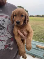 Shortie, a male Golden Retriever for sale in Westminster, SC – 7 of 7