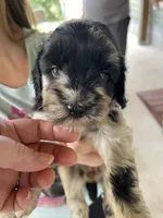 RESERVED Hazel, a female Goldendoodle for sale in Westminster, SC – 1 of 4