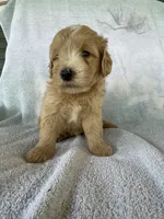 Jonah, a male Goldendoodle for sale in Westminster, SC – 3 of 3
