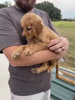 Pixie, a female Golden Retriever for sale in Westminster, SC – 4 of 6