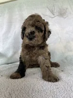 Hollister, a male Goldendoodle for sale in Westminster, SC – 8 of 8