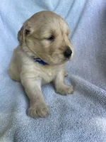 Buxby , a male Golden Retriever for sale in Westminster, SC – 4 of 4