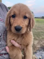 Polly, a female Golden Retriever for sale in Westminster, SC – 5 of 8