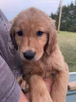 Bluey, a male Golden Retriever for sale in Westminster, SC – 5 of 7