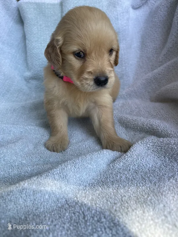 Penny – Golden Retriever puppy for sale in Westminster, SC
