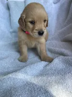 Penny, a female Golden Retriever for sale in Westminster, SC – 1 of 9