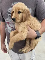 River, a male Golden Retriever for sale in Westminster, SC – 2 of 5