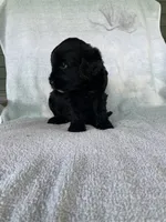 Bear, a male Goldendoodle for sale in Westminster, SC – 2 of 5