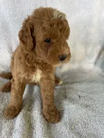Rusty Jr, a male Goldendoodle for sale in Westminster, SC – 4 of 6