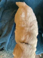 Lark , a male Golden Retriever for sale in Westminster, SC – 6 of 6