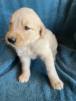Lark , a male Golden Retriever for sale in Westminster, SC – 2 of 6
