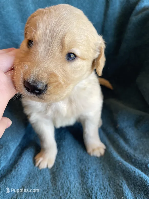 Lark , a male Golden Retriever for sale in Westminster, SC – 1 of 6