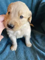 Lark , a male Golden Retriever for sale in Westminster, SC – 1 of 6