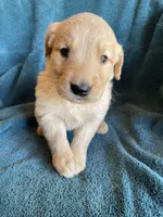 Lark , a male Golden Retriever for sale in Westminster, SC – 3 of 6