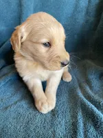 Lark , a male Golden Retriever for sale in Westminster, SC – 5 of 6