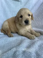 Daisy, a female Golden Retriever for sale in Westminster, SC – 4 of 6