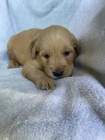Polly, a female Golden Retriever for sale in Westminster, SC – 5 of 6
