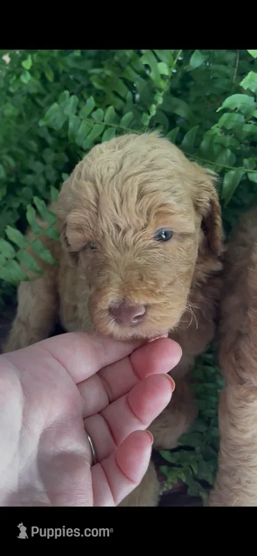 Rascal – Labradoodle puppy for sale in Westminster, SC