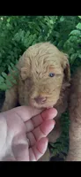 Rascal, a male Labradoodle for sale in Westminster, SC – 1 of 4