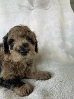 Hollister, a male Goldendoodle for sale in Westminster, SC – 4 of 8