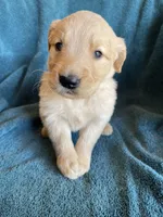 Lucky, a male Golden Retriever for sale in Westminster, SC – 1 of 7