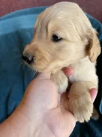 Lucky, a male Golden Retriever for sale in Westminster, SC – 3 of 7