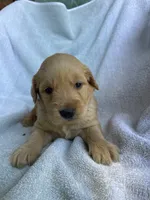 Polly, a female Golden Retriever for sale in Westminster, SC – 4 of 6