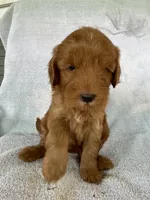 Ruby, a female Goldendoodle for sale in Westminster, SC – 7 of 7
