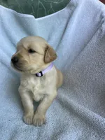 Lily, a female Golden Retriever for sale in Westminster, SC – 2 of 8