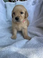 Penny, a female Golden Retriever for sale in Westminster, SC – 5 of 9