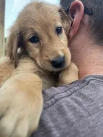 Ducky, a female Golden Retriever for sale in Westminster, SC – 10 of 10