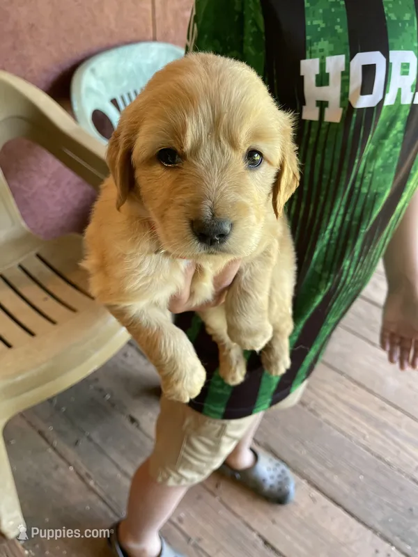 Rowdy – Golden Retriever puppy for sale in Westminster, SC