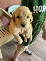 ON HOLD Rowdy, a male Golden Retriever for sale in Westminster, SC – 1 of 7