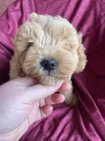 Minno , a male Goldendoodle for sale in Westminster, SC – Photo 1 of 6